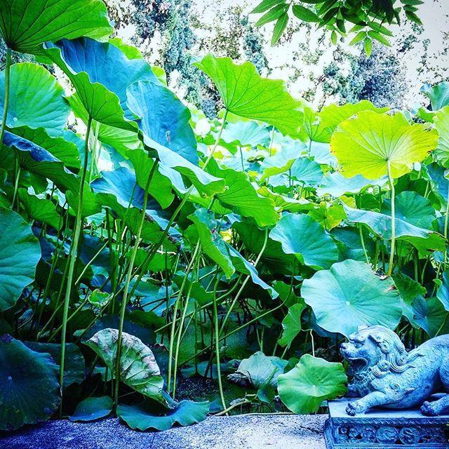 Villa della Pergola Relais et Chateaux Alassio Esterno foto